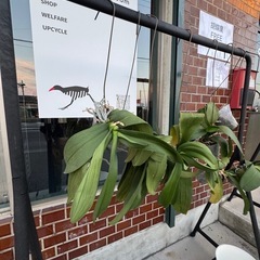 胡蝶蘭の株、鉢植え　あげます！の画像