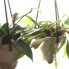 観葉植物　お世話できる方に差し上げます　⑥の画像