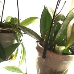 観葉植物　お世話できる方に差し上げます　⑥の画像