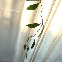 観葉植物　お世話できる方に差し上げます　⑥の画像