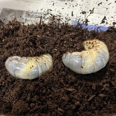 カブトムシ幼虫　2匹　さしあげますの画像