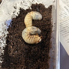カブトムシ幼虫　2匹　さしあげますの画像