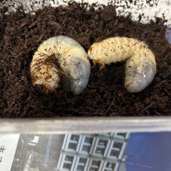 カブトムシ幼虫　2匹　さしあげますの画像