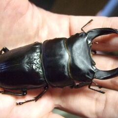 大型血統！能勢産オオクワガタ ♂77.3ミリ ♀50.5ミリ ペアの画像