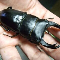 大型血統！能勢産オオクワガタ ♂77.3ミリ ♀50.5ミリ ペアの画像