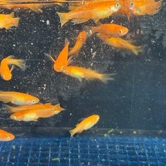 ふーはー1ペア(グレードごとに値段が異なります)の画像