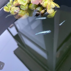 メダカ　レックウザ稚魚　1匹の画像