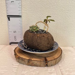 個性派寄せ植え 緋牡丹 × デカリー溶岩石鉢の画像