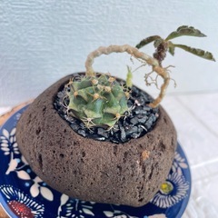 個性派寄せ植え 緋牡丹 × デカリー溶岩石鉢の画像