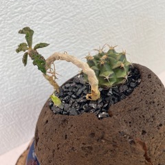 個性派寄せ植え 緋牡丹 × デカリー溶岩石鉢の画像