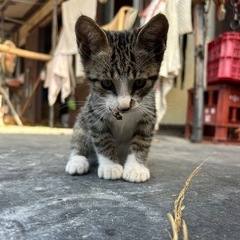 ３ヶ月の子猫