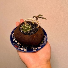 個性派寄せ植え 緋牡丹 × デカリー溶岩石鉢の画像
