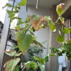 棘なしラズベリー（グレンアンプル）の画像