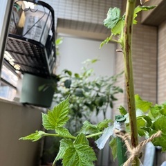 棘なしラズベリー（グレンアンプル）の画像