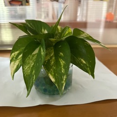 ポトスの画像