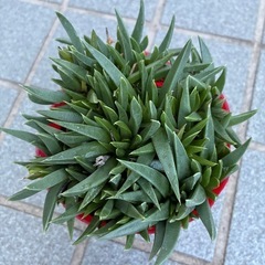 多肉植物・三時草苗の画像