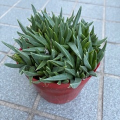 多肉植物・三時草苗の画像
