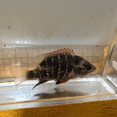 マングローブジャック6センチくらいの画像