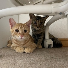 可愛い茶トラ男の子🐱