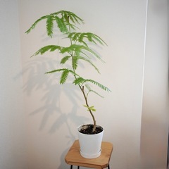 エバーフレッシュ　観葉植物の画像