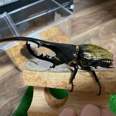 ヘラクレスオオカブト　幼虫3匹　の画像