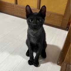 まんまる目の黒猫くん　FF陰性【トライアル可能】