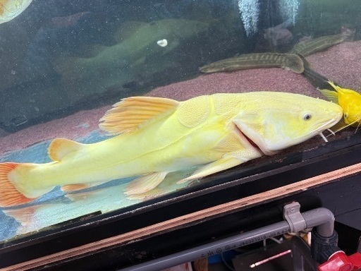 プラチナレッドテールキャット60cm±本日限定8000円