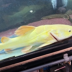プラチナレッドテールキャット60cm±本日限定8000円の画像