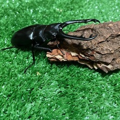 ギラファノコギリクワガタ　幼虫3匹の画像