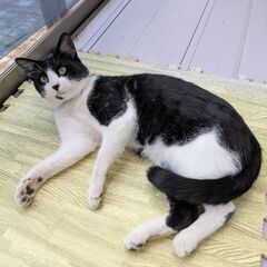 野良猫保護しました（幸運のハチワレ猫）