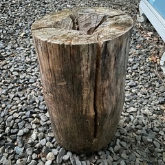 スウェーデントーチの画像