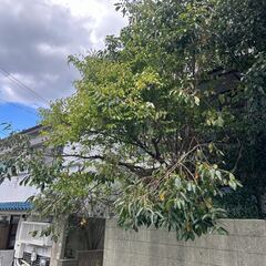 【伐採お願いします！！】日当4万円！＠兵庫県神戸市北区鈴蘭台の画像
