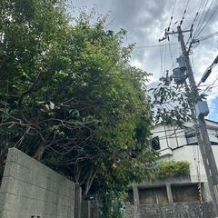 【伐採お願いします！！】日当4万円！＠兵庫県神戸市北区鈴蘭台の画像