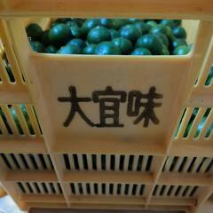 大宜味村のシークァーサー  キロ500円 早い物勝ちの画像
