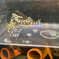 熱帯魚　キンペコ3匹セットの画像
