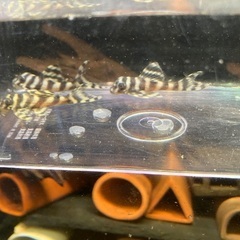 熱帯魚　キンペコ3匹セットの画像