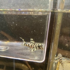 熱帯魚　キンペコ3匹セットの画像
