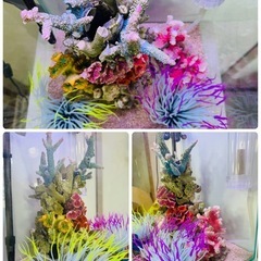 海水魚水槽セット一式の画像