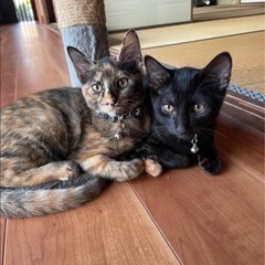 サビちゃん♡黒猫くん♡懐っこい可愛すぎる兄妹♡