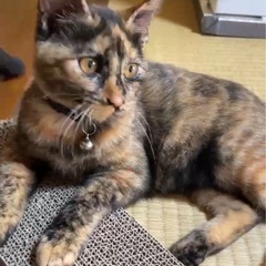 サビちゃん♡黒猫くん♡懐っこい可愛すぎる兄妹♡ - 大田区