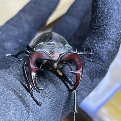 ヨーロッパミヤマケルブスPAの画像