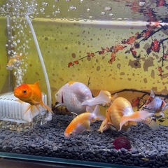 金魚　蘭鋳　らんちゅうの画像
