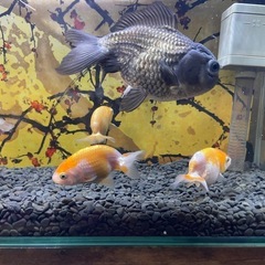 金魚　蘭鋳　らんちゅうの画像