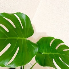 モンステラ 観葉植物
の画像