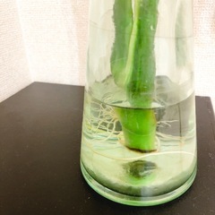 モンステラ 観葉植物
の画像