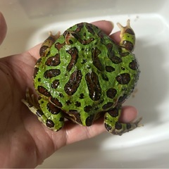 ベルツノガエル　訳ありの画像