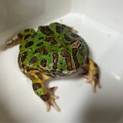 ベルツノガエル　訳ありの画像