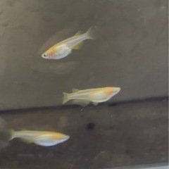 受付中🔴楊貴妃 アルビノ 普通目 (アルビノ因子あり)若魚～成魚6匹 可愛いめだか の画像