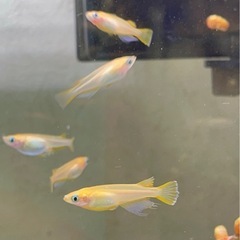 受付中🔴楊貴妃 アルビノ 普通目 (アルビノ因子あり)若魚～成魚6匹 可愛いめだか の画像