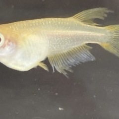受付中🔴楊貴妃 アルビノ 普通目 (アルビノ因子あり)若魚～成魚6匹 可愛いめだか の画像
